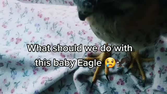 Baby Eagle Found in Backyard