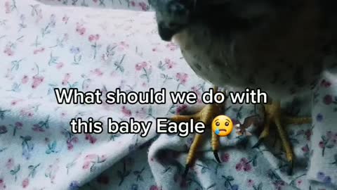 Baby Eagle Found in Backyard