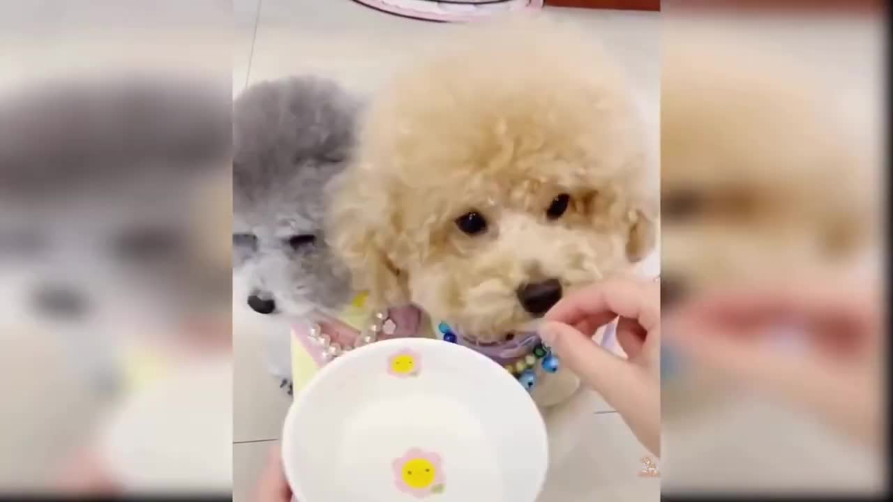 Cute and Funny Dogs Videos Compilation