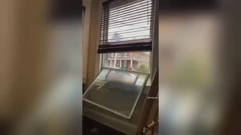 Funniest Dogs And Cats Videos 😅 - Best Funny Animal Videos 2023 😻