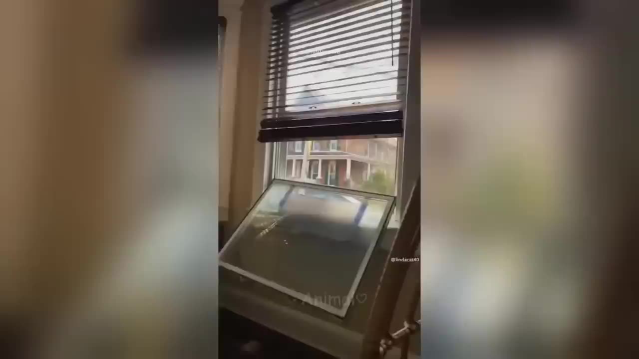 Funniest Dogs And Cats Videos 😅 - Best Funny Animal Videos 2023 😻