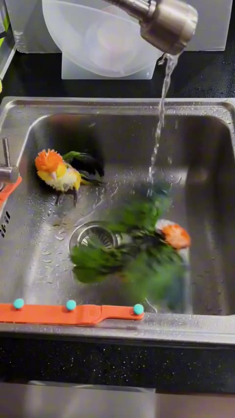 Enjoying a refreshing bath 😍😍