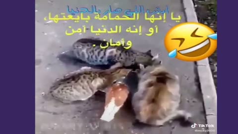 Funny Videos