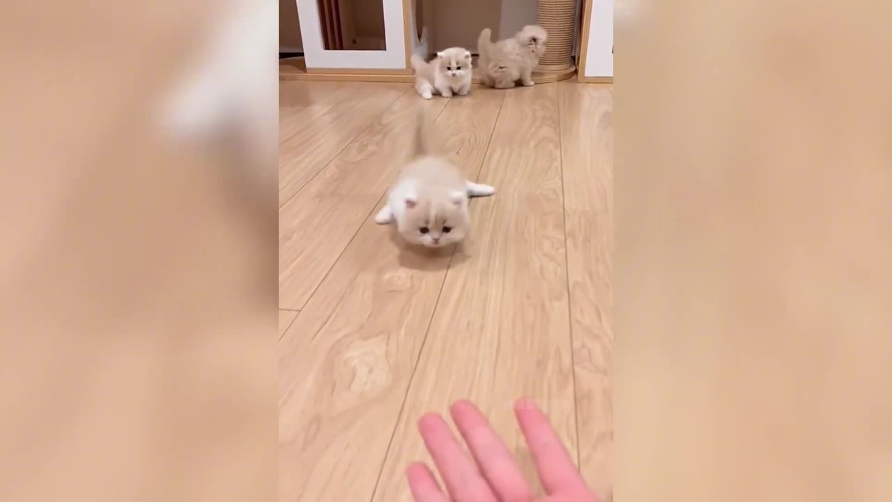 Cats discover a new way to walk