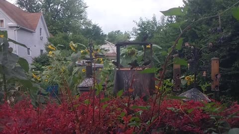 Slow-Mo Birds