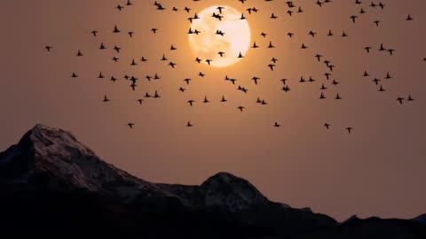 BirDs wiD SunSet