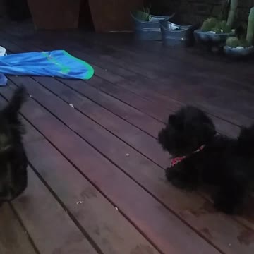 A Scottish Terrier no le agrada un juguete parecido