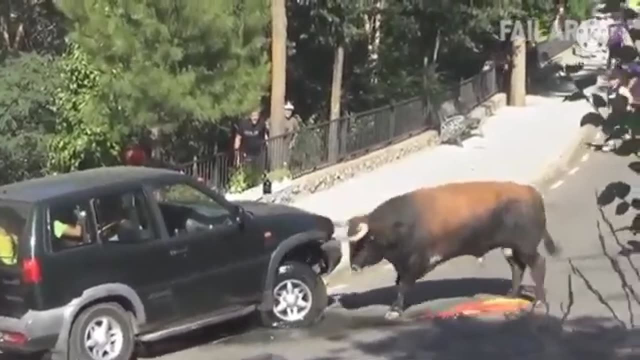 Funny animal videos, raging bull attacks people in car