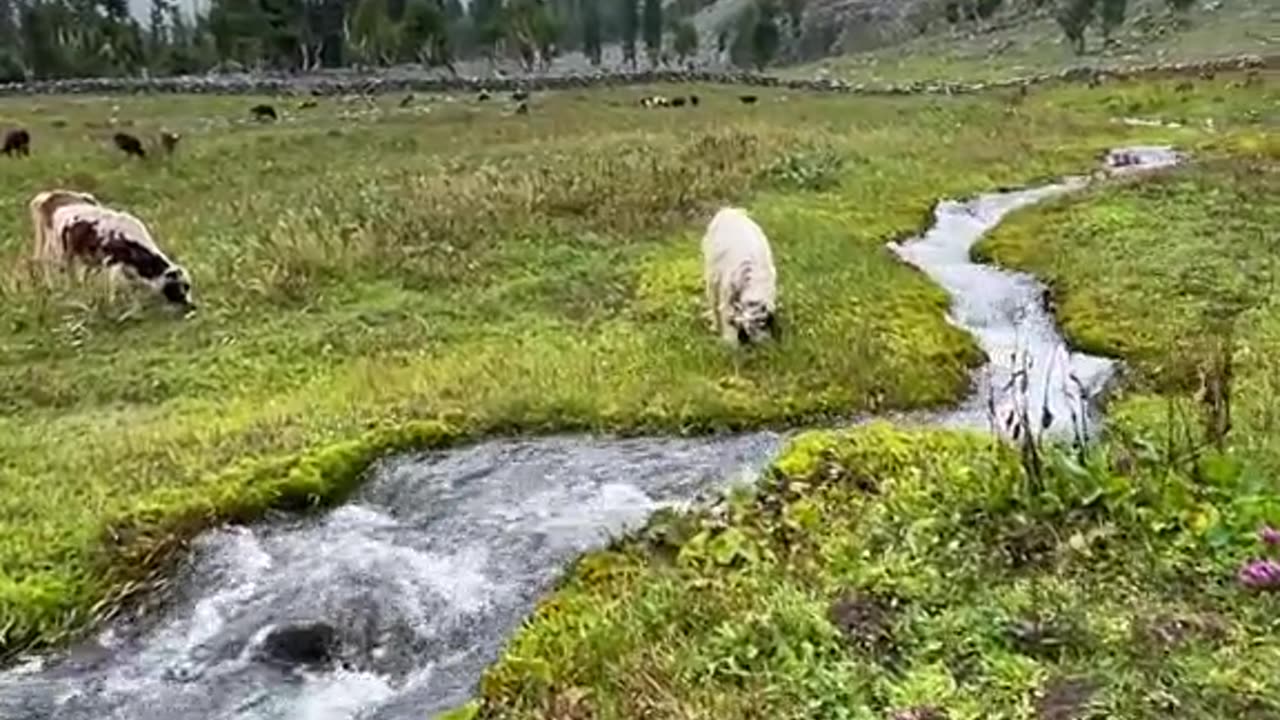 Exploring the Serene Beauty of Northern Pakistan with Perch Travels 🌿🏞️