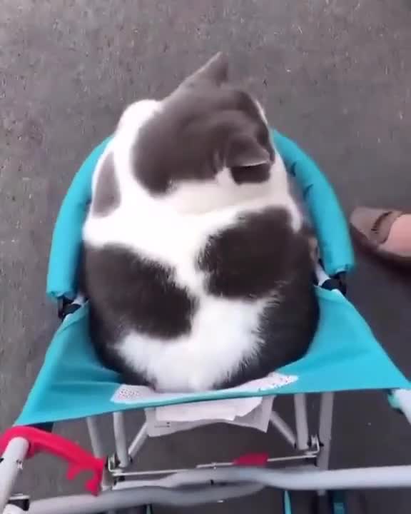 Cat animals funny cute 04