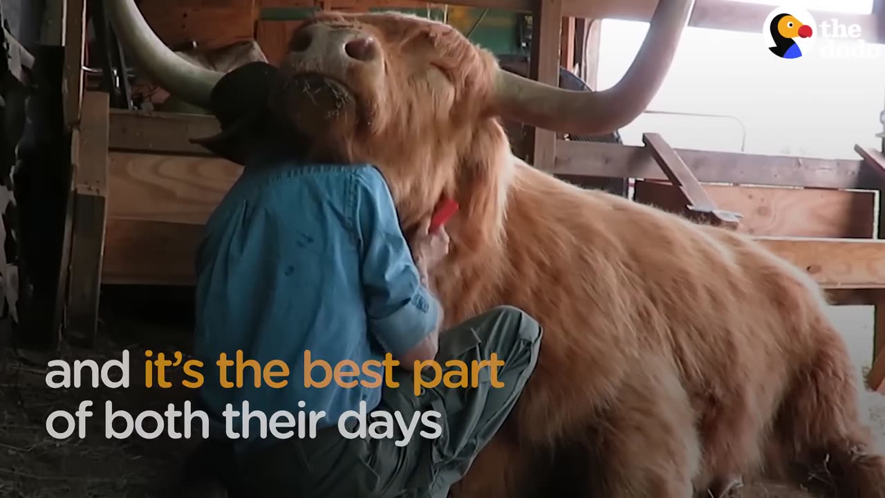 Cow Loves Getting Hair Brushed By Dad | The Dodo