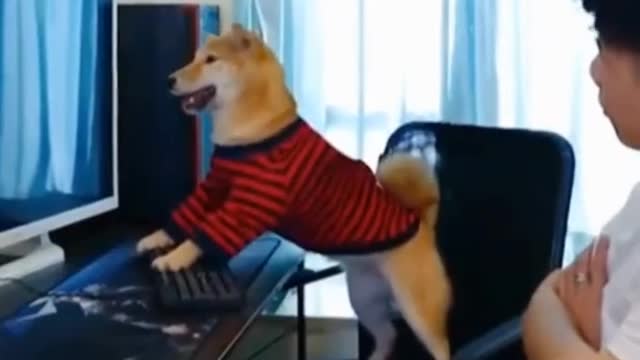 dog gamer
