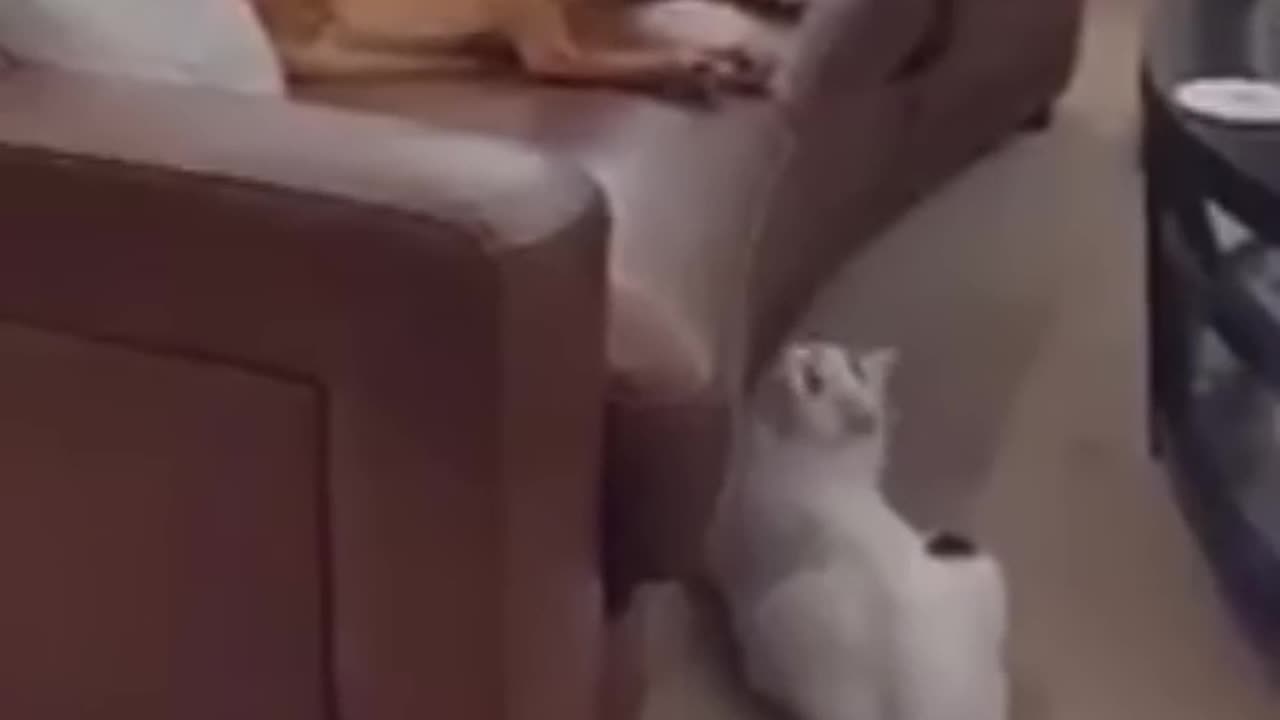 Funny Cats Video