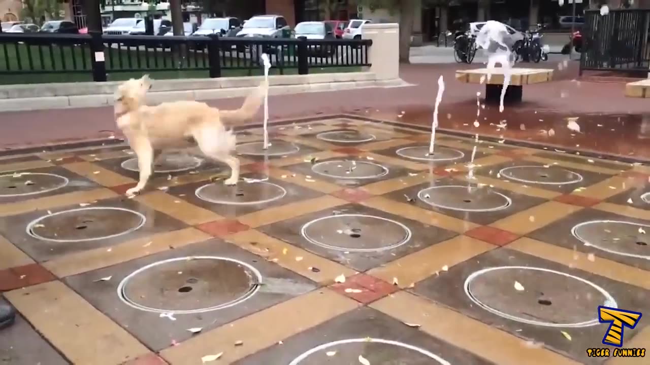 These golden retrievers will make you laugh your Dogs Funny Videos Watch Dogs Playing Dog Fun Video