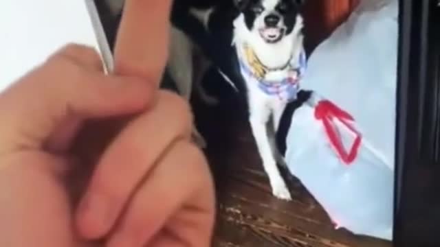 Funny Animals 212