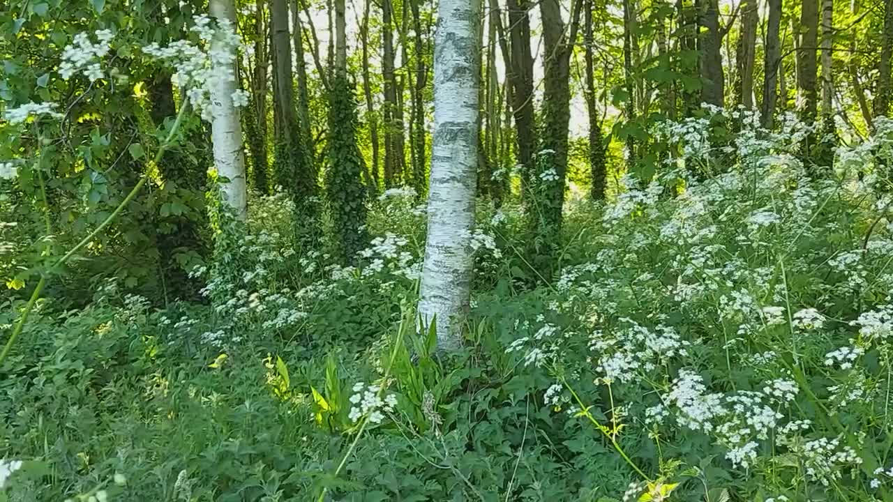 Flowers swaying