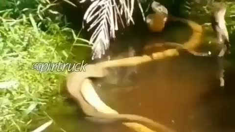 This is a beautiful and charming water-dwelling species