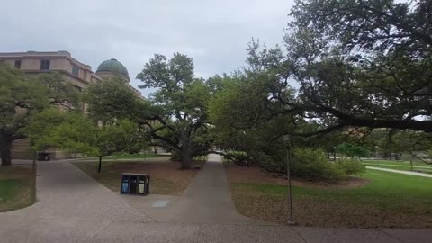 The Century Tree Texas A&M