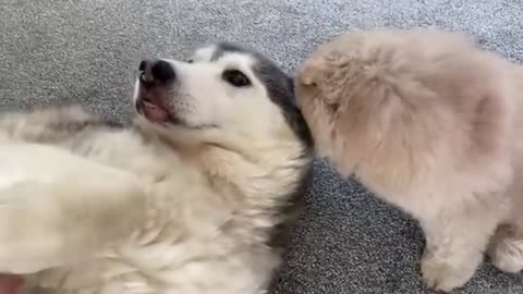 HUSKY MEETS NEW PUPPY!!😭💙.