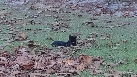 FL Deer playing with kitty