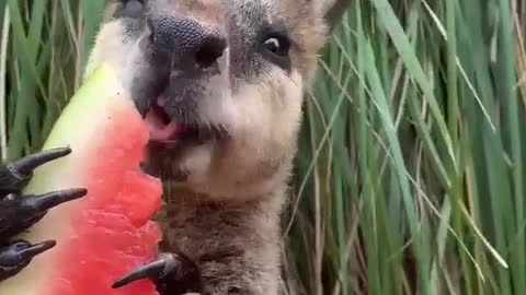 Watermelon party