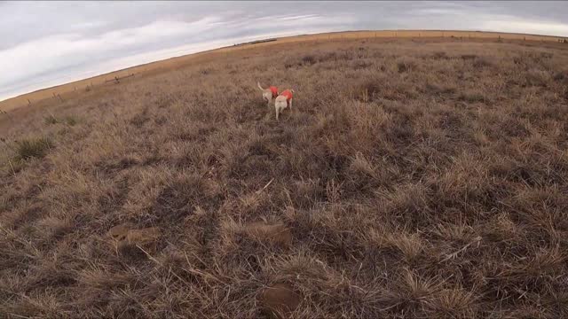 Some Days Just Go Better Than Others - Hunting Wild Pheasants - December 28 2022