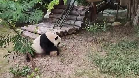 Like a child panda who has lost his toy