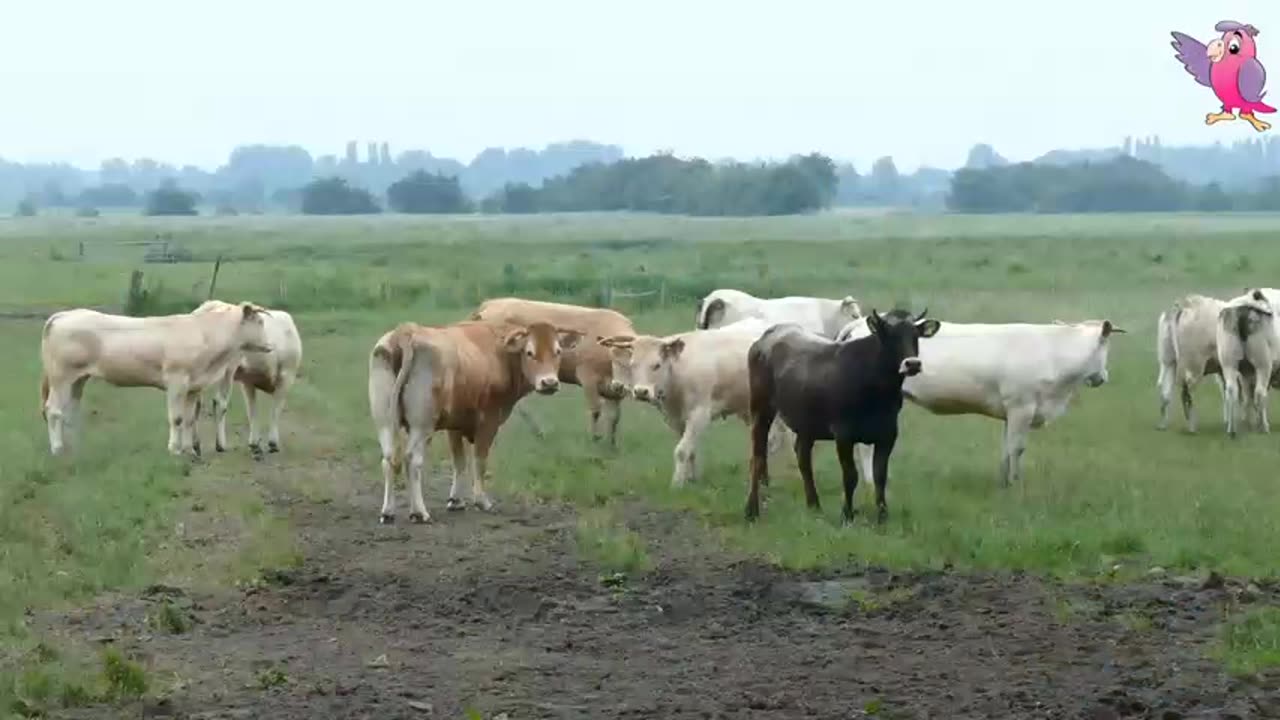 Wildlife Cow