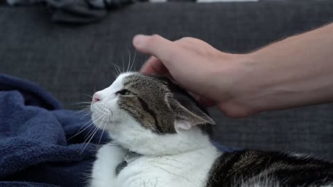 how to pet a cat
