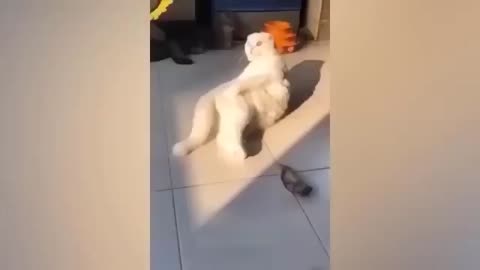 The Best of Funny Cat and Dog Video