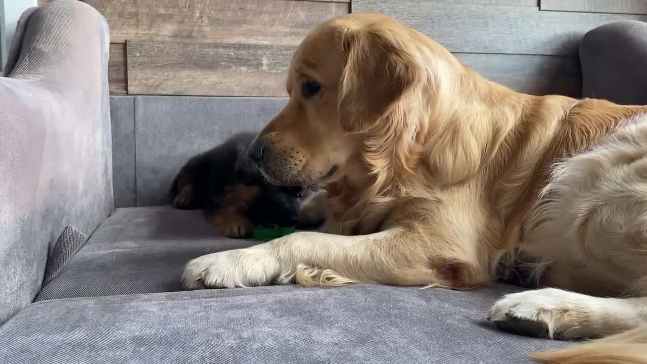 My Dog Gets Annoyed by New Puppy From Day One