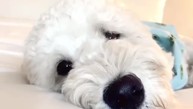 End of the week feels! 😴🐶