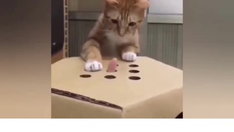 Funny Cat