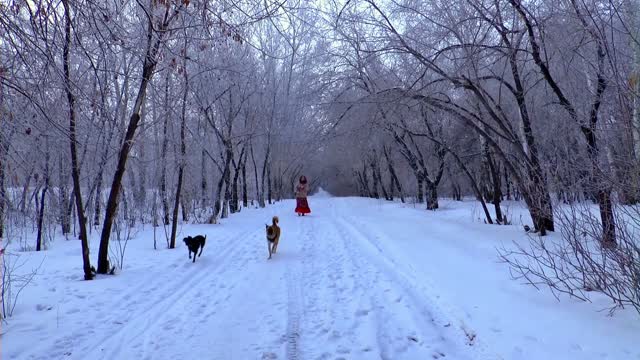 Happy Dogs play in snow