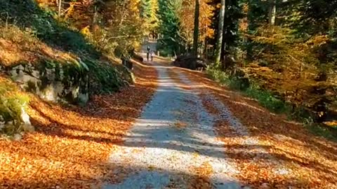 Colours of autumn 🌲