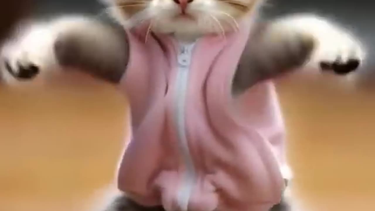 Funny cat dancing