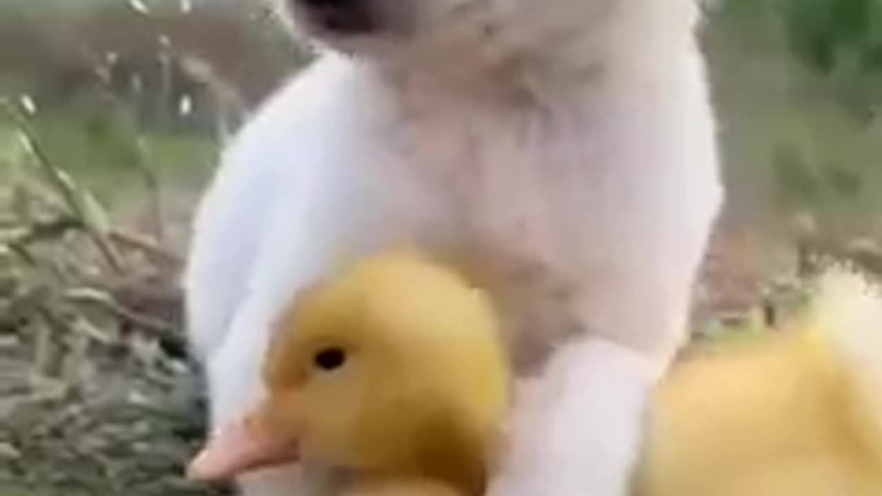 Cute Puppy😍🐶🐕Never seen before-@DareTOLaughs