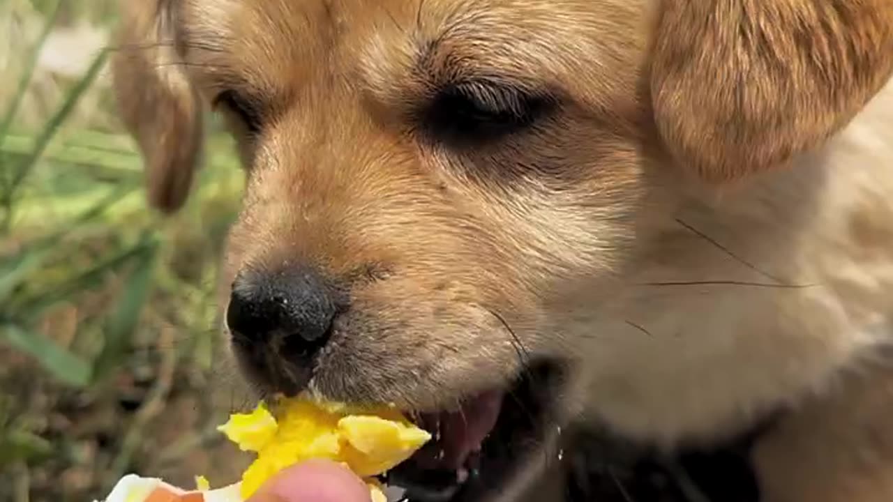 Puppy Delight: Egg Time! 🐶🥚