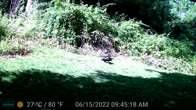 Trail_Cam_220616-2