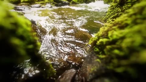 Nature therapy