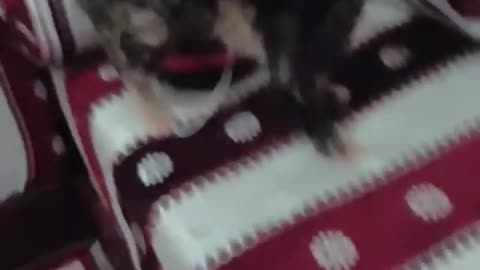 I put on my cat a sock in her head (sooo fuuunny)