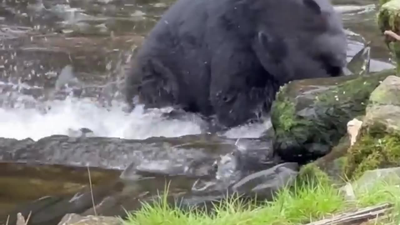 Black bear comes out to fish