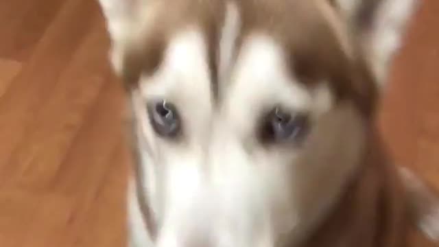 What a nice dog ─ is it a he or a she?