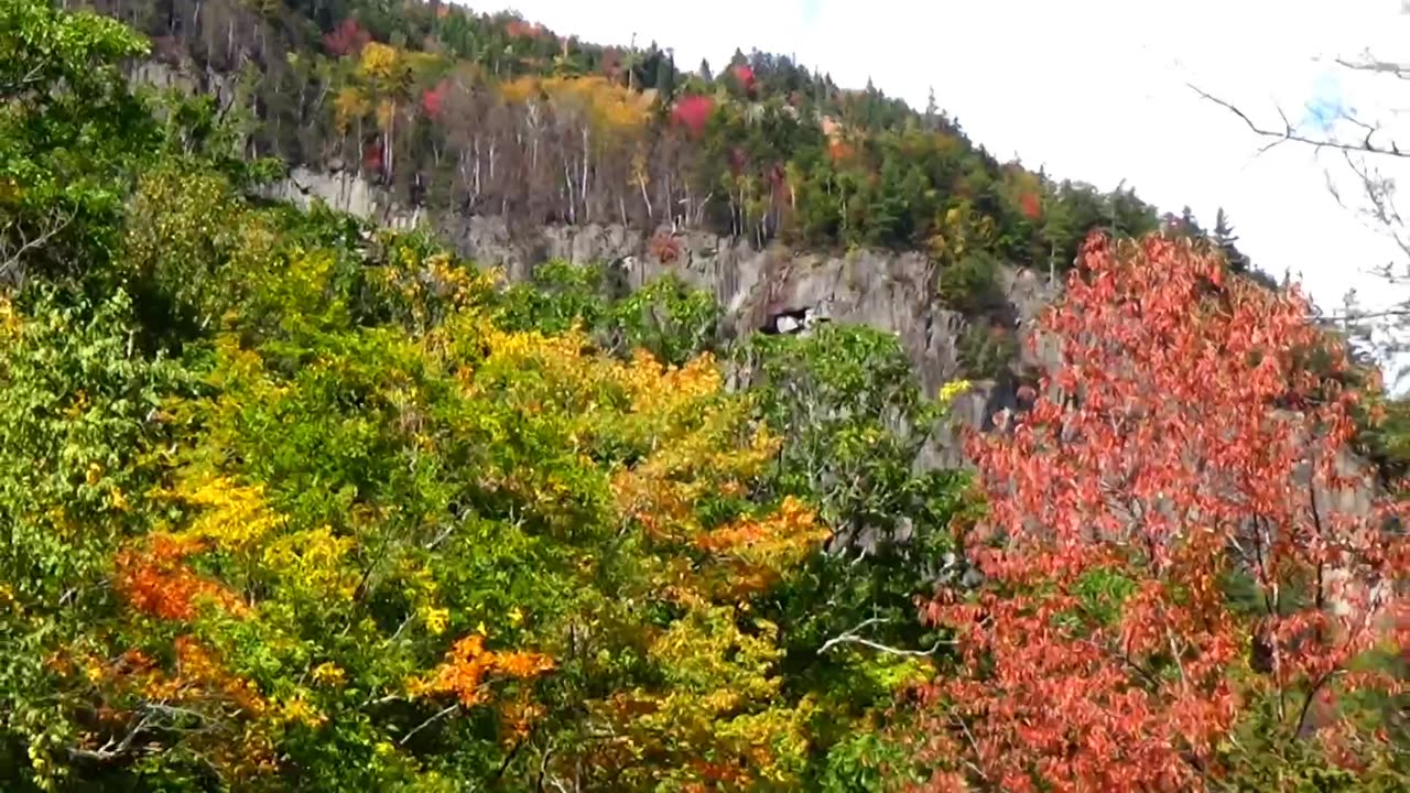 Fall Foliage