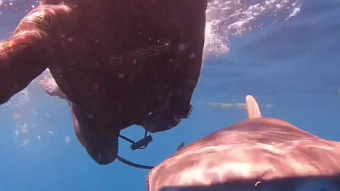 Lemon Shark Love