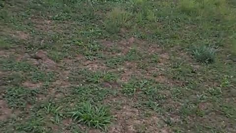 911 airsoft