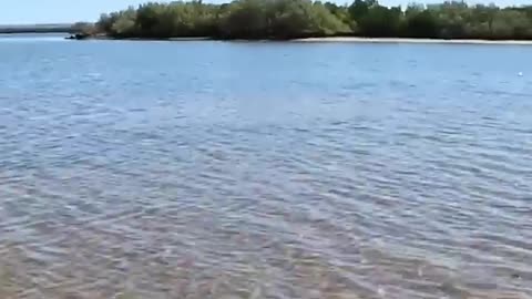 Sea Turtle Stuck On Remote Mud Flats..