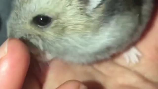 Babyhamstersnackswithcauliflower#hamster#funny#pets