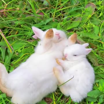 Pet Cats Beautiful Bird And Animal 4K HD Adorable Photography By Nature.
