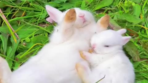 Pet Cats Beautiful Bird And Animal 4K HD Adorable Photography By Nature.
